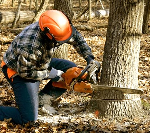 Tree Removal in Victoria, KS